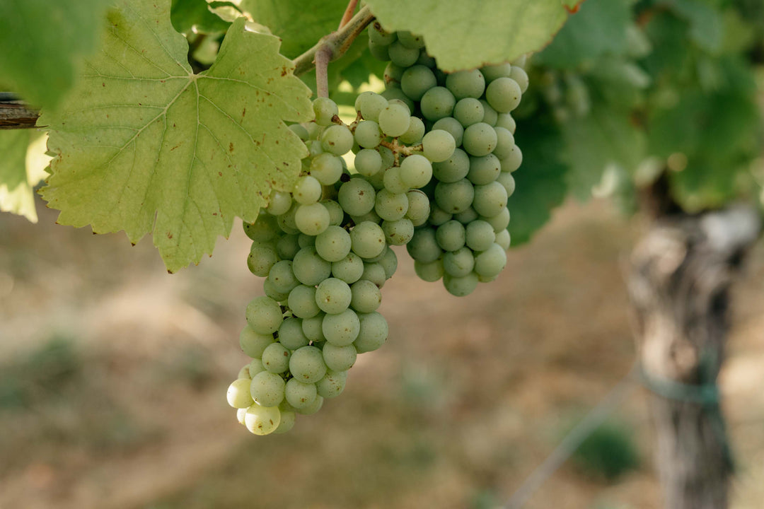 Weinlese liegt in der Luft